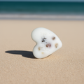 Coquillage aux épices douces